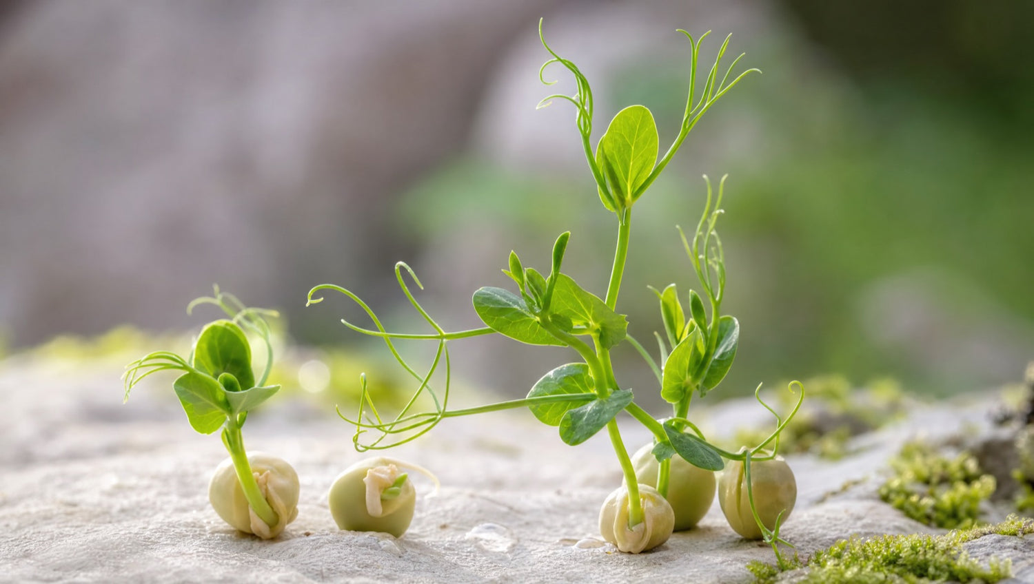 Frische Erbsensprossen – der Pflanzenwirkstoff AnaGain im Detail